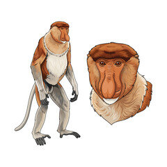 Proboscis Monkey Bekantan Cartoon Fullbody and Close Up Illustration