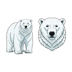 Polar Bear Cartoon Fullbody and Close Up Illustration