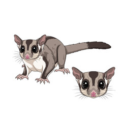 Sugar Glider Fullbody and Head Illustration for Branding