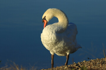 Swan on the lake, elegant big bird cleaning his feather