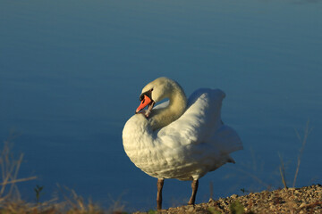 Swan on the lake, elegant big bird cleaning his feather