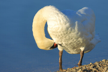 Swan on the lake, elegant big bird cleaning his feather