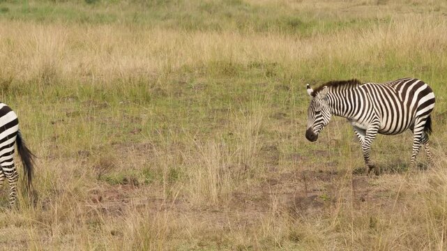 A group of zebras walk one after another from right to left across the open grassland of Maasai Mara National Reserve in Kenya Africa.