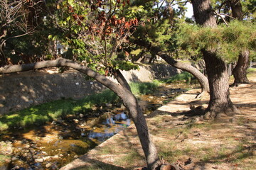 秋の夙川の清き流れ(兵庫県西宮市)