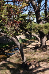 秋の夙川の清き流れ(兵庫県西宮市)