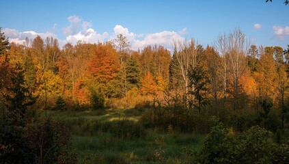 Fototapeta premium Autumn landscape featuring meadow and woodland vegetation in a northern region, outdoor scene, horizontal view