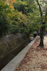 落ち葉が浮いている秋の住宅街を流れる小川