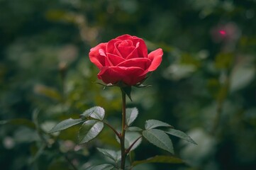 A vibrant red rose blossoming amidst lush greenery
