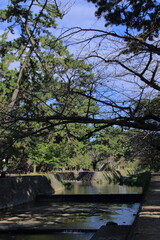 秋の夙川の清き流れ(兵庫県西宮市)