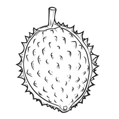 soursop fruit vector illustration
