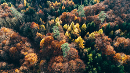 Aerial panoramic autumn forest colorful mixed foliage landscape Europe
