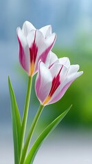 Two Delicate Pink White and Red Striped Tulips with Green Stems and Leaves Bloom in Soft Natural Light Against a Blurred Blue Sky and Green Foliage Background