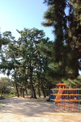 カラフルなジャングルジム・すべり台と松林が綺麗な夙川公園(兵庫県西宮市)