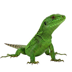 Fototapeta premium A vibrant green lizard, isolated on transparent background, stands tall with its textured skin and captivating gaze, showcasing the beauty of reptilian wildlife