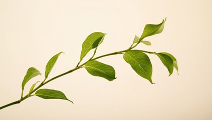 Fototapeta premium Fresh green tea leaf branch, beneficial herbal choice