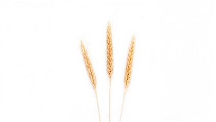 Naklejka premium Three single wheat spikelets on a white background, symbolizing agricultural abundance