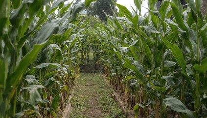 Obraz premium Organic community vegetable garden featuring corn plants, summer growth in urban farming setting