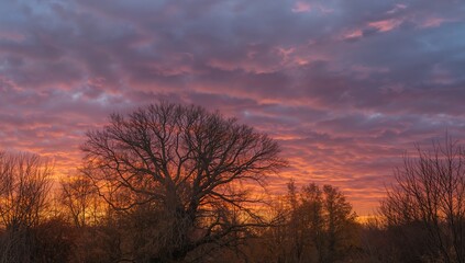 Naklejka premium Serene ambiance in a picturesque setting as the sky transforms with thick clouds over tree limbs during a colorful autumn sunset, seasonal change