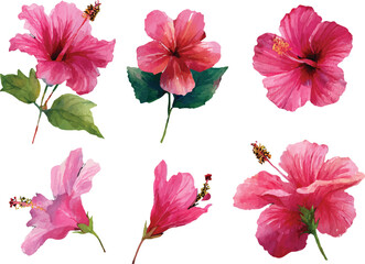 collection of flowers