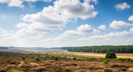Fototapeta premium Expansive Heathland Under a Dramatic Summer Sky with Fluffy Clouds.