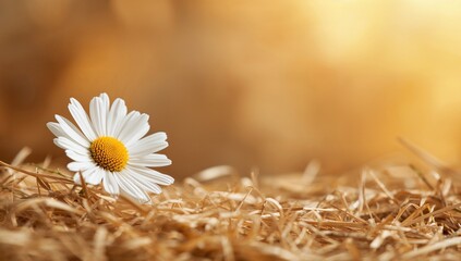 Chamomile flower on straw hay, sunny natural abstract background, symbol of summer season, harvest time
