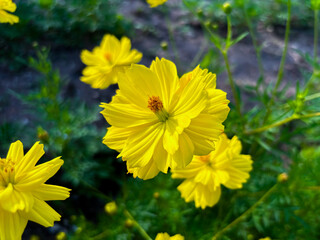 Vibrant yellow cosmos bloom radiates summer joy in lush green garden setting