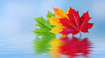 Vibrant Autumn Maple Leaves in Red Yellow and Green Reflecting in Water with Blue Sky Background