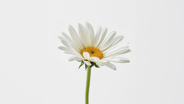 Daisy flower on a plain white backdrop, suitable for editorial header background