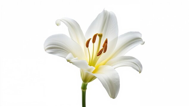 Lily flower in isolation on a white background, suitable for editorial design