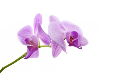 Obraz premium Orchid flower isolated on a white backdrop