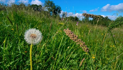 Naklejka premium Dandelion, summer flora in wetland habitat, preservation