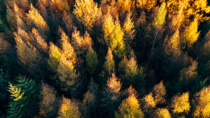 Fototapeta premium Dense Autumn Golden Larch Forest Aerial Top Down View Colorful Fall Trees
