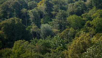 A vibrant summer day in a forest, showcasing a diverse array of trees and plants, emphasizing ecological balance