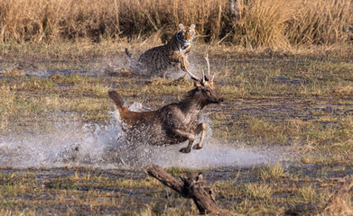 Tiger chasing sambar deer