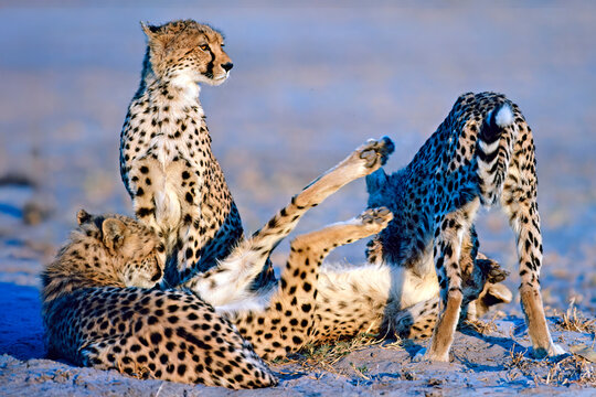 cheetahs playing in the savannah