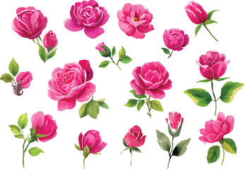 watercolor pink roses