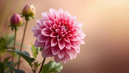 Fototapeta premium Dahlia flower blossoming in a garden setting, showcasing natural beauty, seasonal change