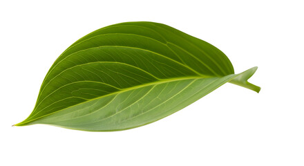 Obraz premium Fresh green tropical leaf isolated on white background with veins and clipping path