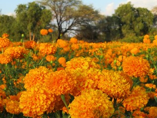 the colorful orange field of traditional mexican day of the dead flower - cempasuchil-marigold in Mexico