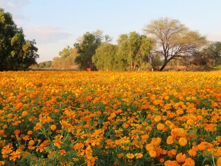 Fototapeta premium the colorful orange field of traditional mexican day of the dead flower - cempasuchil-marigold in Mexico