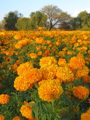 the colorful orange field of traditional mexican day of the dead flower - cempasuchil-marigold in Mexico