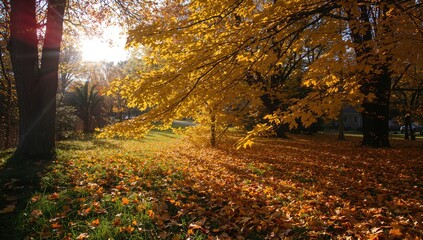 Obraz premium During the charming fall season, the golden leaves of maple trees gently descend under the soft reddish sunlight, forming a breathtaking blanket of autumn colors.