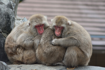 実を寄せ合って暖を取るニホンザル