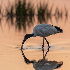 Ibis Foraging in Shallow Water at Sunset - A Serene Moment.