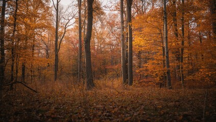 Obraz premium Autumn foliage blanketing the forest floor, seasonal change