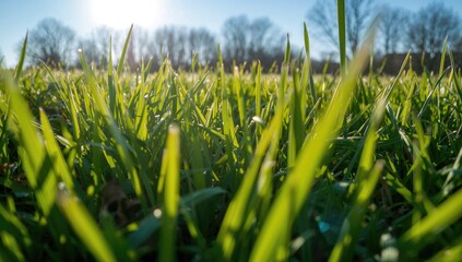 Fototapeta premium Grass viewed from below, summer landscape under sunlight, ideal for natural-themed backgrounds