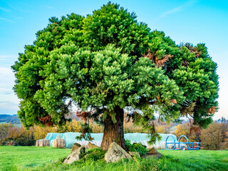 Einzelner Baum im Herbst
