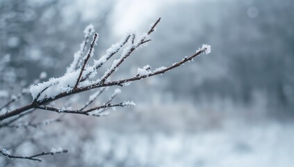 Close-up of a snow-laden branch, seasonal change