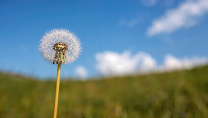 Naklejka premium A delicate dandelion flower set against a vibrant blue sky illuminated by summer sunlight, seasonal change