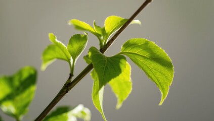Obraz premium Close-up of Acalypha siamensis leaves, showcasing vibrant green foliage and natural growth, seasonal change